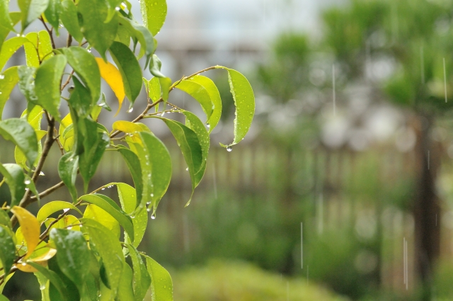 雨