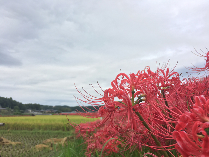 茨城　常陸太田　彼岸花